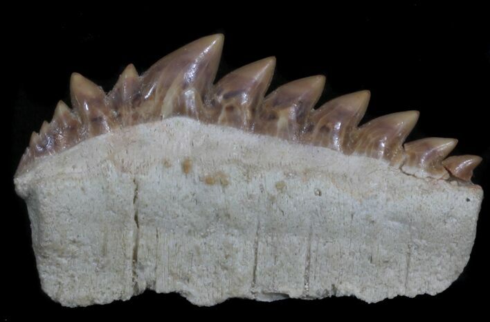 Fossil Cow Shark (Hexanchus) Tooth - Morocco #35015